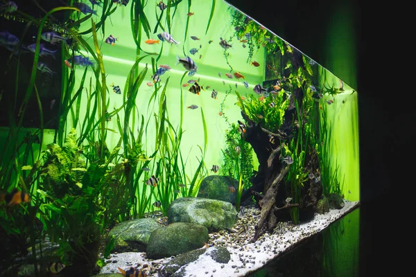 Grote Prachtige Aquarium Met Een Groot Aantal Kleine Vissen Decoratieve — Stockfoto