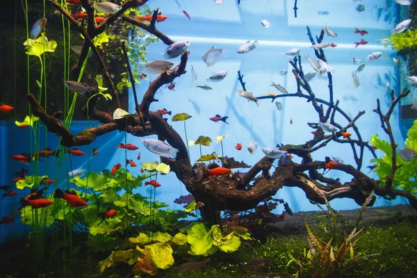 Heldere Mooie Aquarium Met Vissen Gedecoreerd Met Decoratieve Elementen Zeewier — Stockfoto