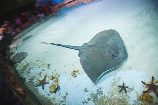 Grote Helling Zwemt Niet Een Diepe Aquarium — Stockfoto