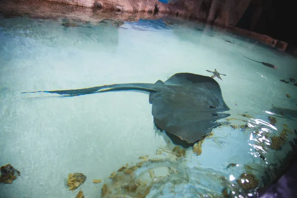 Grote Helling Zwemt Een Wateroppervlak Een Groot Aquarium — Stockfoto