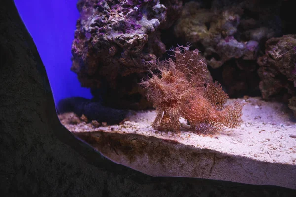 Soortgelijk Aan Koralen Stekken Aan Onderkant Van Een Aquarium Vissen — Stockfoto