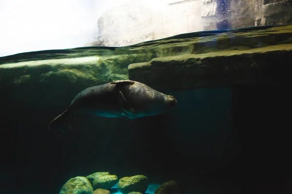 Zeehond Zwemt Een Groot Aquarium Een Oceanário Lisboa — Stockfoto