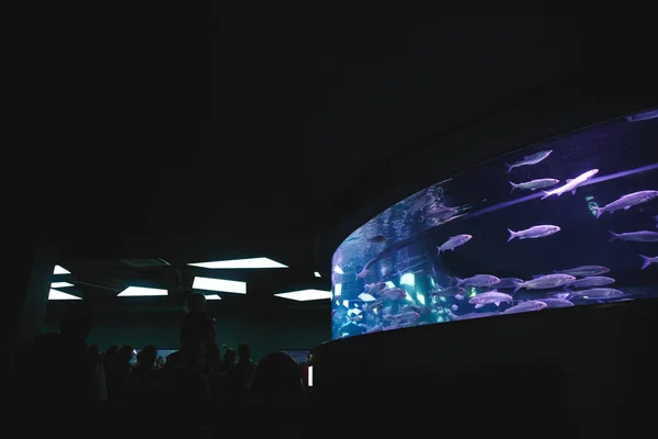 人们看着一个有鱼的圆形大水族馆 — 图库照片