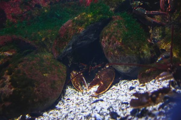 Kreeft Ligt Aan Onderkant Van Een Grote Prachtige Aquarium — Stockfoto