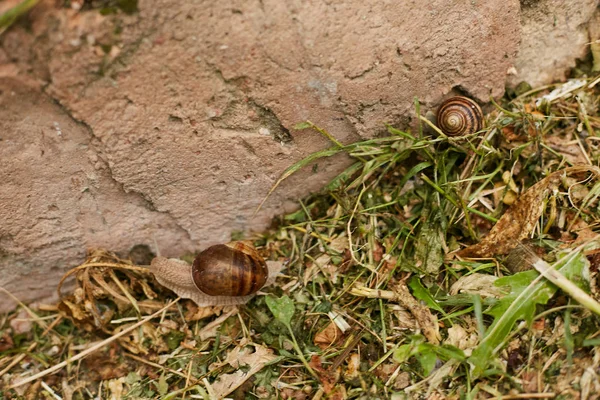 Large Snails Grass Next Stone — Stock Photo, Image