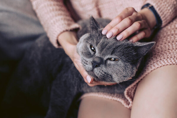 Cat lying on the hands of a girl in a pink knitted dress