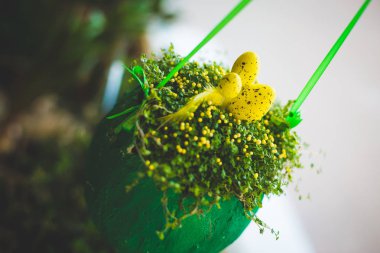 Sarı Paskalya yumurtaları ve bir saksı çiçekleri