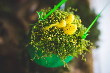 Sarı Paskalya yumurtaları ve yeşil bir saksı çiçekleri