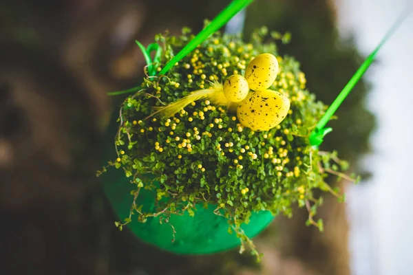 Sarı Paskalya yumurtaları ve yeşil bir saksı çiçekleri