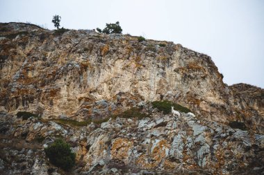 Kabardey-Balkar cumhuriyetiyüksek güzel antik kayalık dağlar, Rusya. Dağların arka planı üzerinde vahşi dağ keçisi.