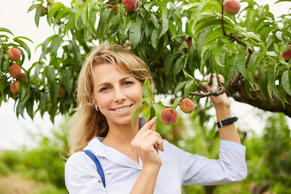 Een blond meisje staat naast een perzikboom en houdt een tak met fruit in haar hand. Stockafbeelding