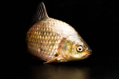 Taze sazan balığının lezzetli bir diyet eti vardır. Sazan avlamak büyük zevk..