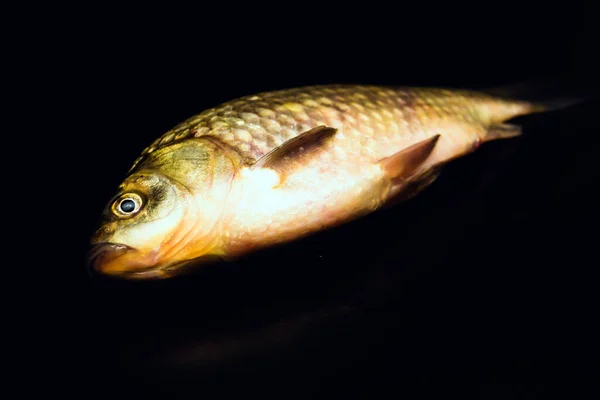 Ikan Mas Ikan Mas Segar Memiliki Daging Diet Lezat Ikan — Stok Foto