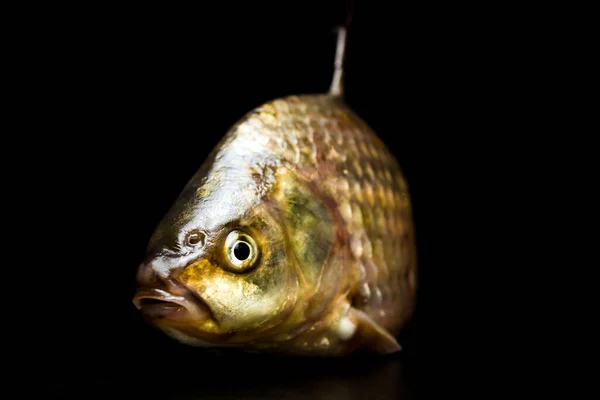 Carpa Fresca Una Gustosa Carne Dietetica Carpa Pesca Grande Piacere — Foto Stock