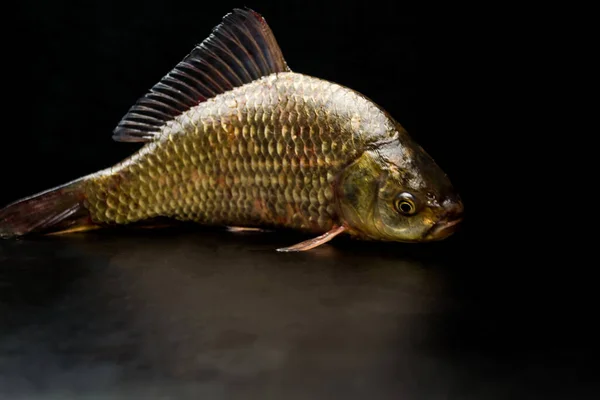 Carpa Fresca Una Gustosa Carne Dietetica Carpa Pesca Grande Piacere — Foto Stock