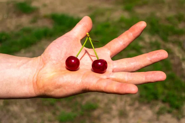 Een Paar Rode Sappige Kersen Hand Groene Achtergrond — Stockfoto