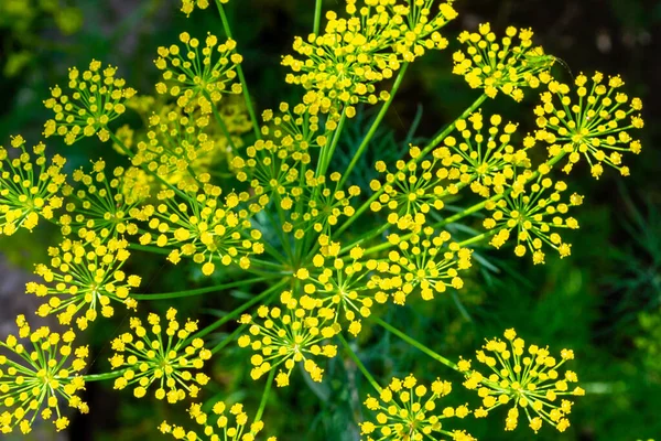 Blume Des Grünen Dillfenchels Grüner Hintergrund Mit Blüten Von Dill — Stockfoto