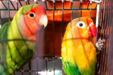 Bir kafeste iki renkli papağan. yakın plan