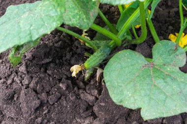Sarı çiçekli genç salatalık bitkisi. Yaprakların üzerinde sulu taze salatalıklar