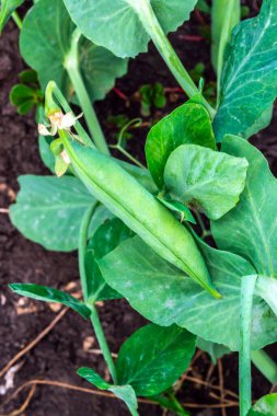 Bir dalda büyüyen yeşil bezelye kabuğu