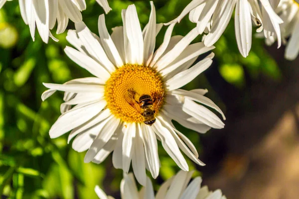 A wasp sits on a daisy flower. Meadow daisy with white and yellow flowers.