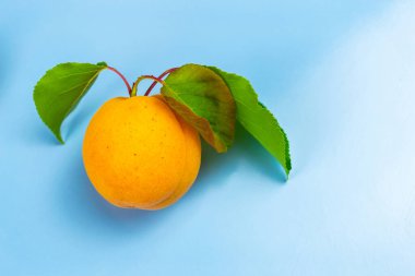 Mavi arka planda yeşil yapraklı olgun sulu kayısı.