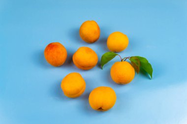 Mavi arka planda olgun sulu kayısılar.