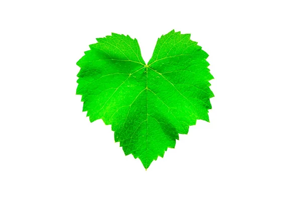 Herzförmiges Grünes Traubenblatt Auf Weißem Hintergrund — Stockfoto