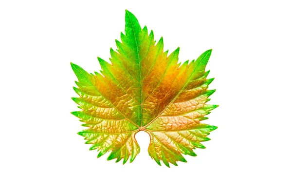 Green Yellow Grape Leaf White Background — Stock Photo, Image