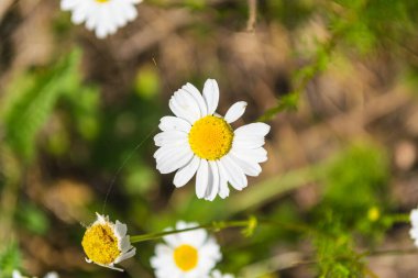 Beyaz papatyalar yeşil bitkilerin arka planına yakın.