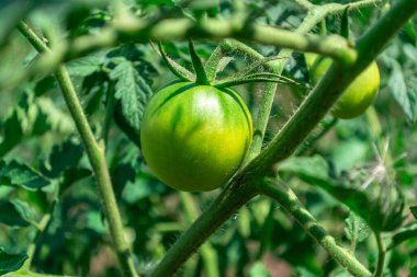 Bahçedeki bir dalda yeşil domates