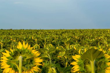 Ayçiçekleri. Güzel ayçiçekleriyle dolu bir tarla. Yakın plan.