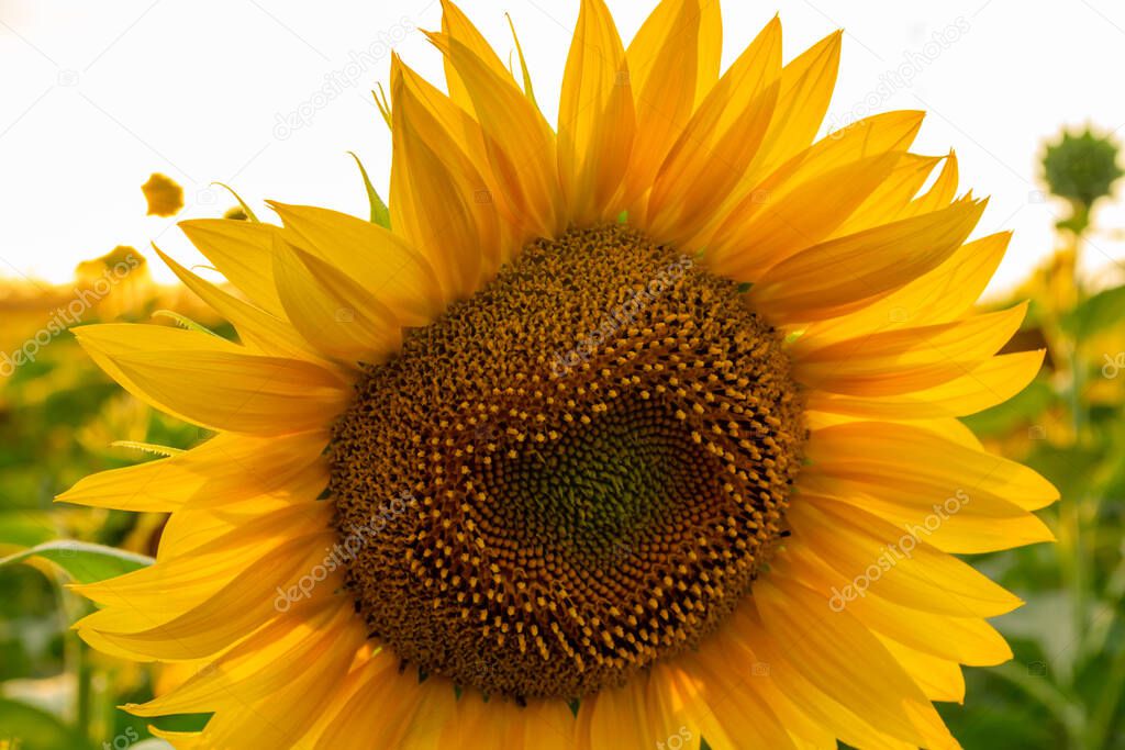 Sunflowers. A field of beautiful sunflowers. Close-up