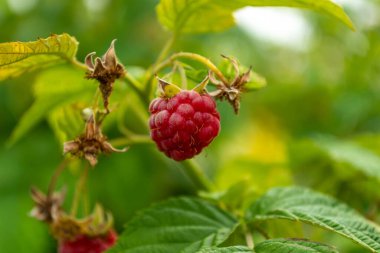 Bahçede olgun ahududu dalı var. Kapatın.