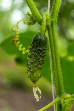 Yapraklı yeşil salatalıklar. Bahçede salatalıklar yetişiyor..