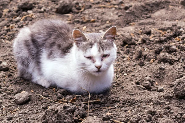 Серый Белый Больной Кот Сидит Черной Земле — стоковое фото