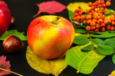 Siyah arkaplanda su damlaları olan kırmızı elmalar. Sonbahar ve hasat konsepti. Seçici odak