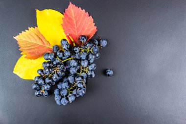 Sonbahar yapraklı bir üzüm kümesi. Siyah arka planda, sonbahar konsepti.