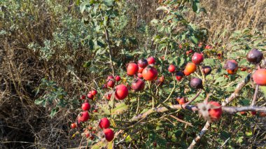 Sonbahar doğal arka plan, çalılıklarda gül kalçalar, seçici odak ve sığ alan derinliği