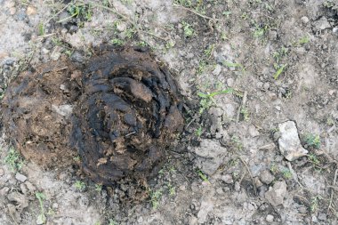 İnek tarlaya sıçıyor Hayvan kakası kapanıyor