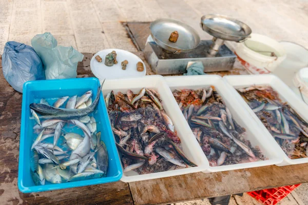 Свежепойманная рыба, морского ежа, устрицы, каракатицы, осьминога на рынке на пирсе Святого Николая в центре Бари, область Апулия, Италия . — стоковое фото
