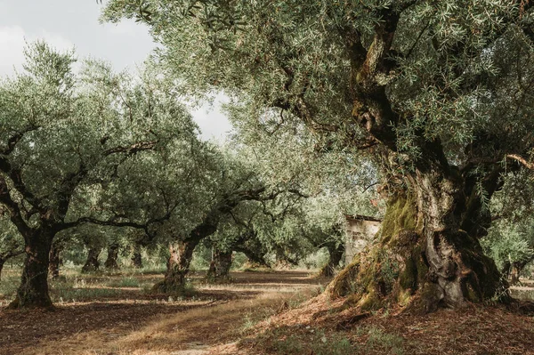 Olive Grove di pulau Yunani. penanaman pohon zaitun. — Stok Foto