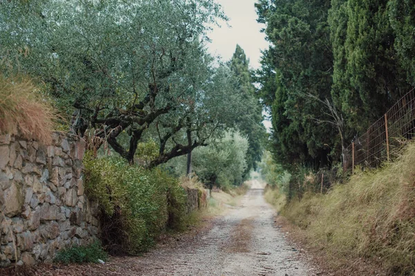 Olive Grove op het eiland Griekenland. aanplant van olijfbomen. — Stockfoto