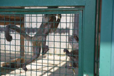 orangutan kafes içinde