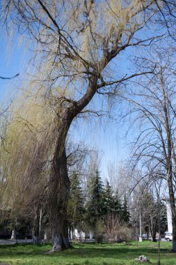 Taze yeşil yapraklı büyük ağaçlı bahar çayırı