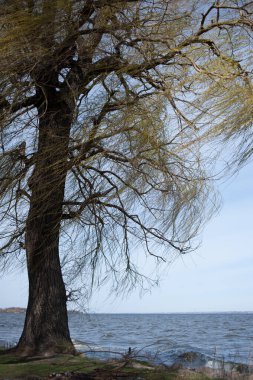 Taze yeşil yapraklı büyük ağaçlı bahar çayırı