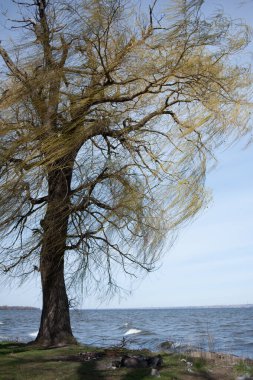 Taze yeşil yapraklı büyük ağaçlı bahar çayırı