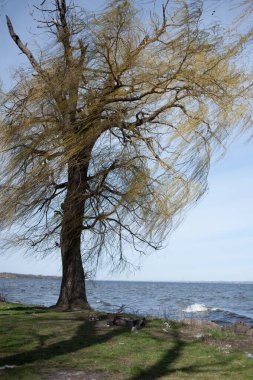 Taze yeşil yapraklı büyük ağaçlı bahar çayırı