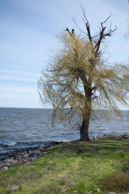 Taze yeşil yapraklı büyük ağaçlı bahar çayırı