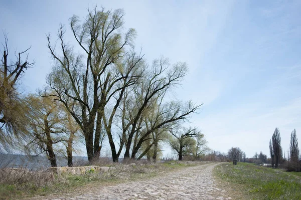 Prato primaverile con grande albero con foglie verdi fresche — Foto Stock